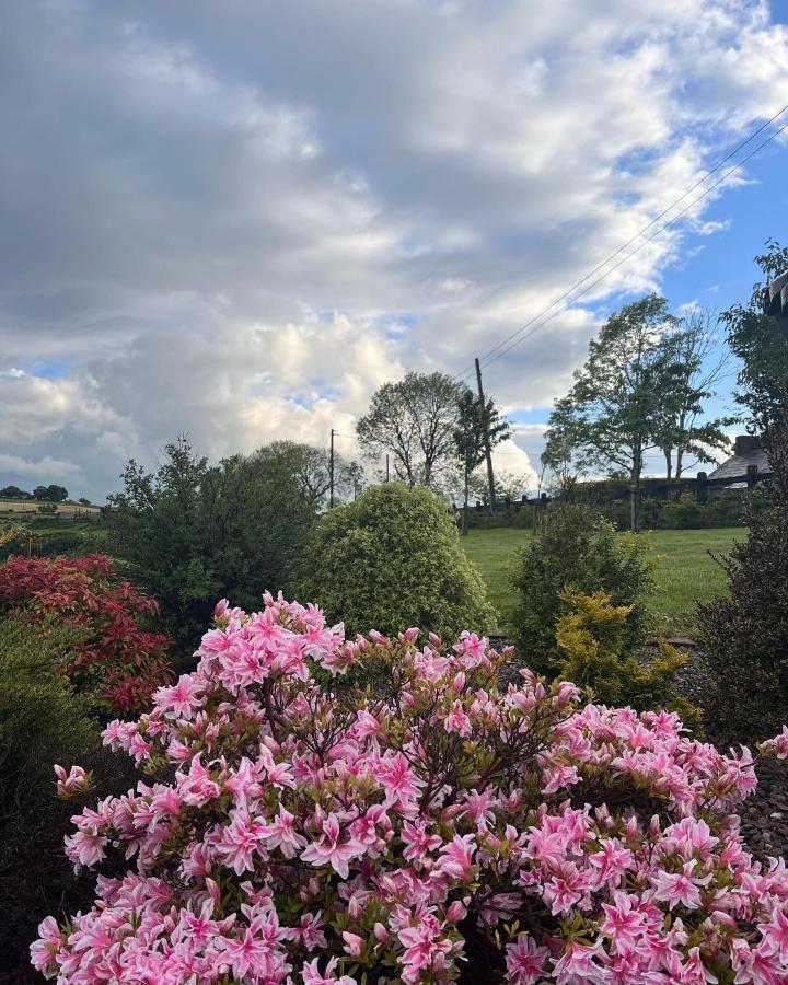 Dans Wee Cottage Slieve Croob Dromara Castlewellan Newcastle מראה חיצוני תמונה